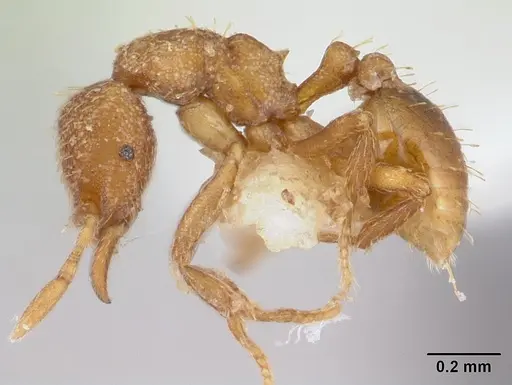 Strumigenys serrula - CASENT0178319