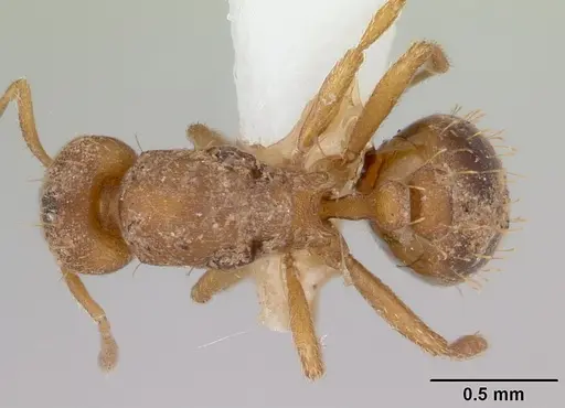 Strumigenys serrula - CASENT0178320