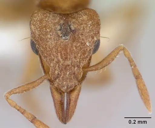 Strumigenys serrula - CASENT0178320