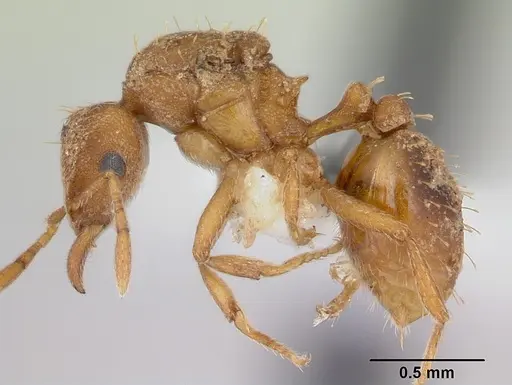 Strumigenys serrula - CASENT0178320