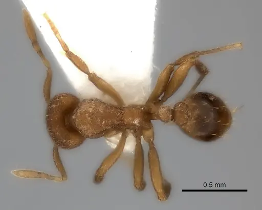 Strumigenys serrula - CASENT0217190