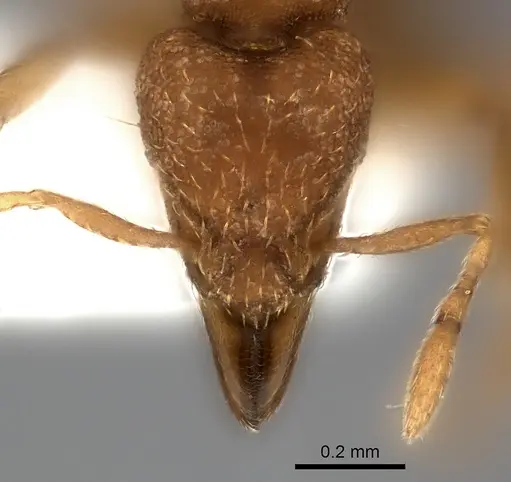 Strumigenys serrula - CASENT0217190