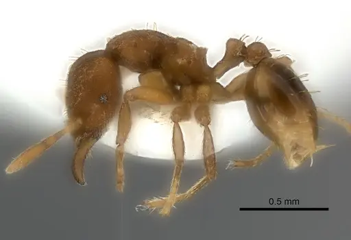 Strumigenys serrula - CASENT0217190