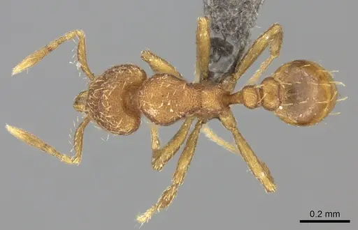 Strumigenys serrula - CASENT0235694