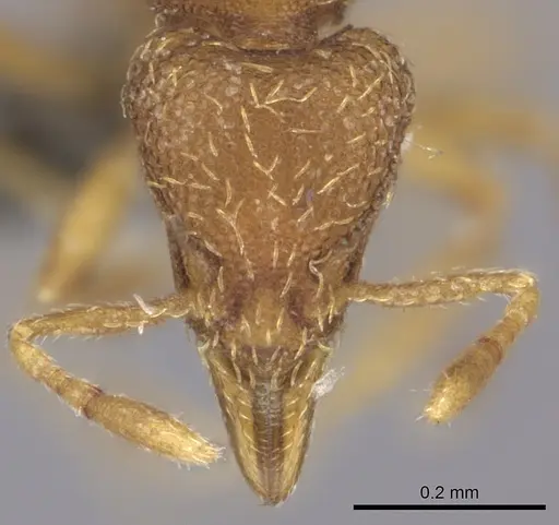 Strumigenys serrula - CASENT0235694