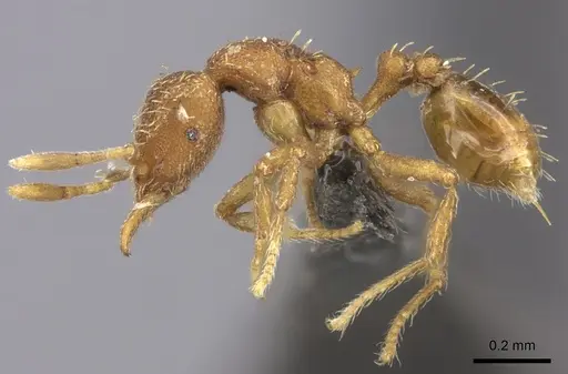 Strumigenys serrula - CASENT0235694