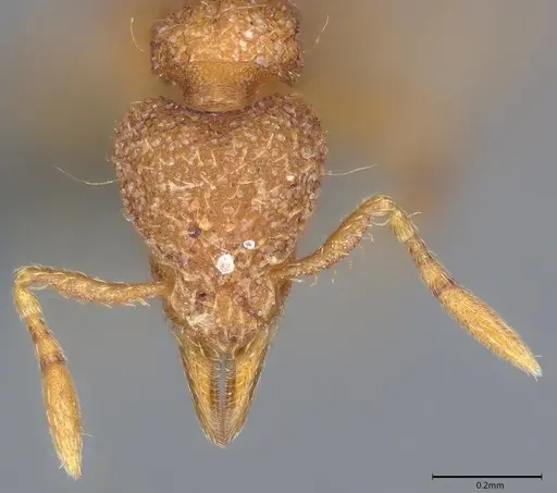 Strumigenys serrula - CASENT0353981