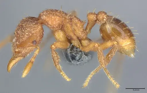 Strumigenys serrula - CASENT0353981