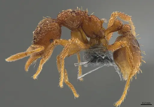 Strumigenys serrula - CASENT0358176