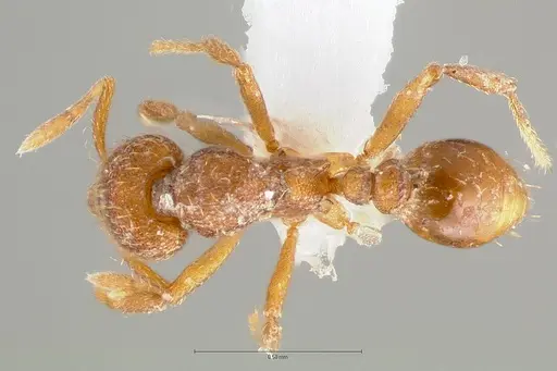 Strumigenys serrula - CASENT0414575