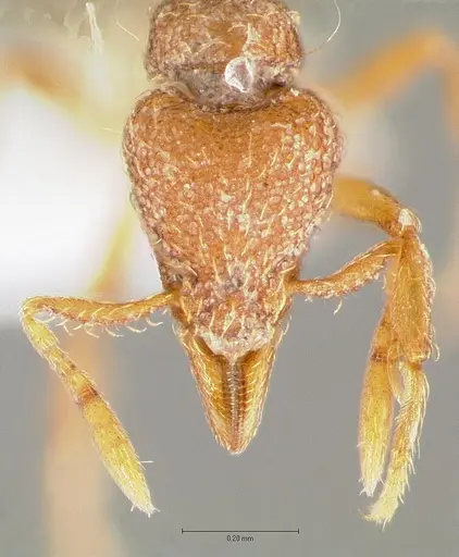 Strumigenys serrula - CASENT0414575