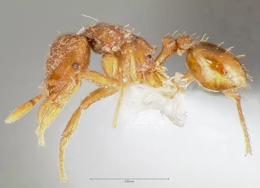 Strumigenys serrula - CASENT0414575