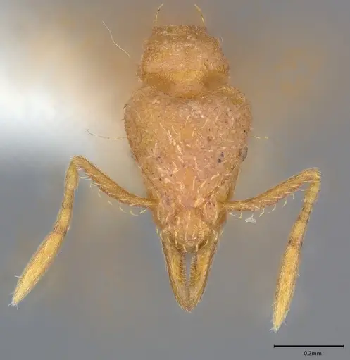 Strumigenys serrula - CASENT0417811