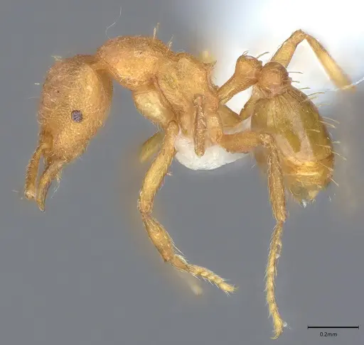 Strumigenys serrula - CASENT0417811