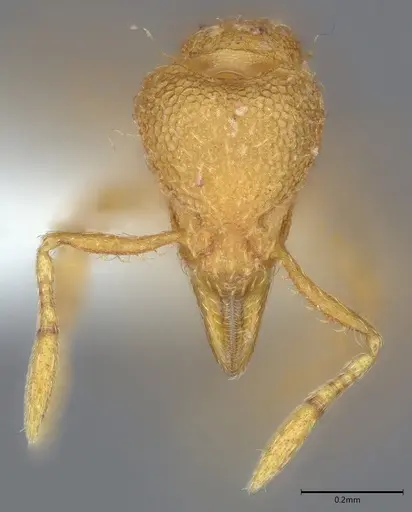 Strumigenys serrula - CASENT0845010