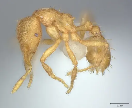 Strumigenys serrula - CASENT0845010