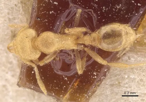 Strumigenys serrula - CASENT0912840