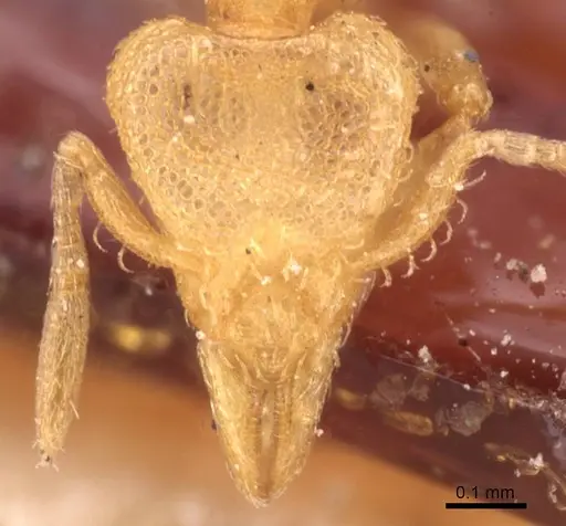 Strumigenys serrula - CASENT0912840