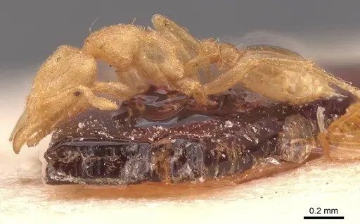 Strumigenys serrula - CASENT0912840