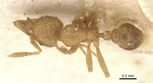 Strumigenys serrula - CASENT0912841