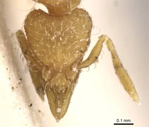 Strumigenys serrula - CASENT0912841