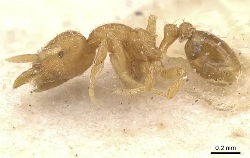 Strumigenys serrula - CASENT0912841