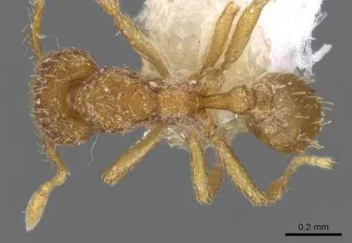 Strumigenys serrula - CASENT0914714