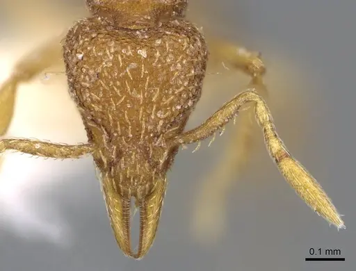 Strumigenys serrula - CASENT0914714