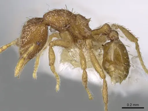 Strumigenys serrula - CASENT0914714