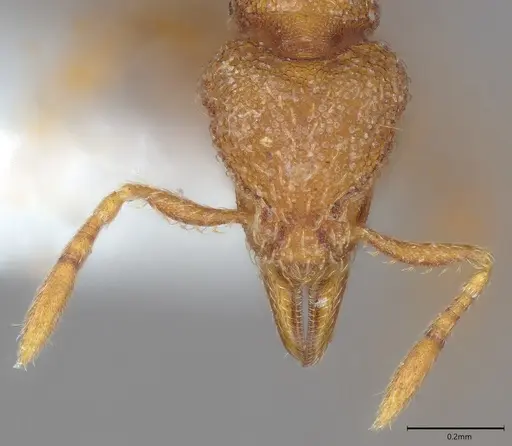 Strumigenys serrula - CASENT4036271