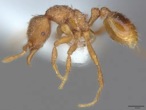 Strumigenys serrula - CASENT4036271