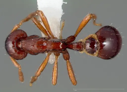 Strumigenys seti specimen