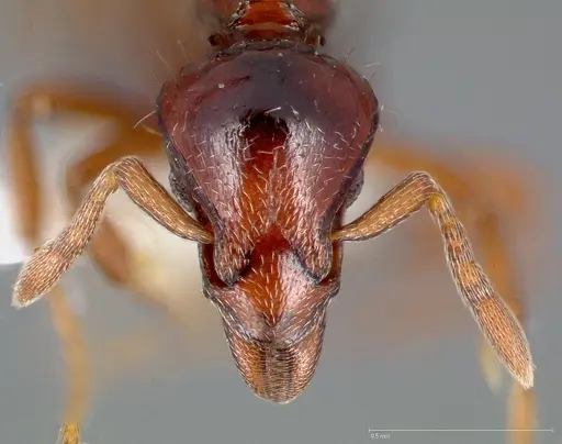 Strumigenys seti specimen