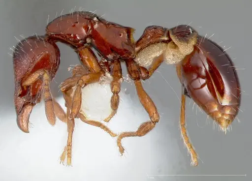 Strumigenys seti specimen