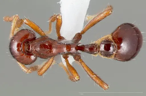 Strumigenys seti - CASENT0005458