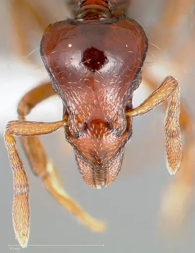 Strumigenys seti - CASENT0005458