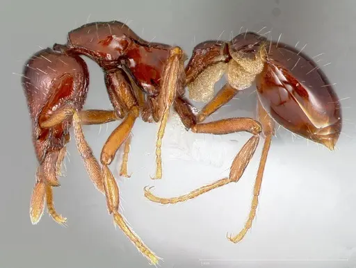 Strumigenys seti - CASENT0005458