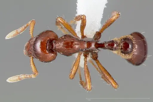 Strumigenys seti - CASENT0005459