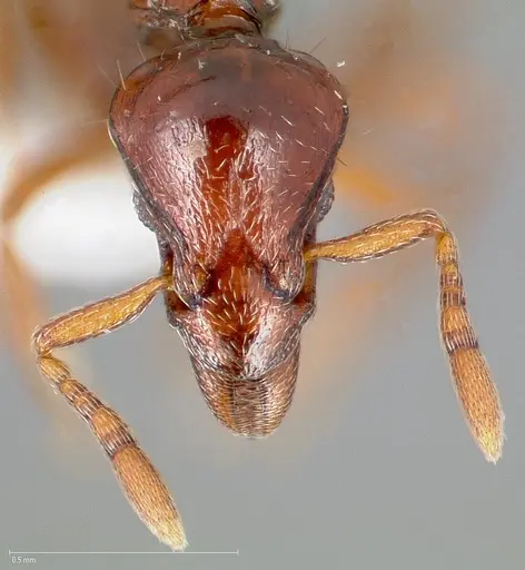 Strumigenys seti - CASENT0005459