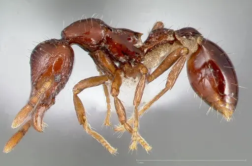 Strumigenys seti - CASENT0005459