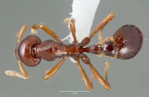 Strumigenys seti - CASENT0005995