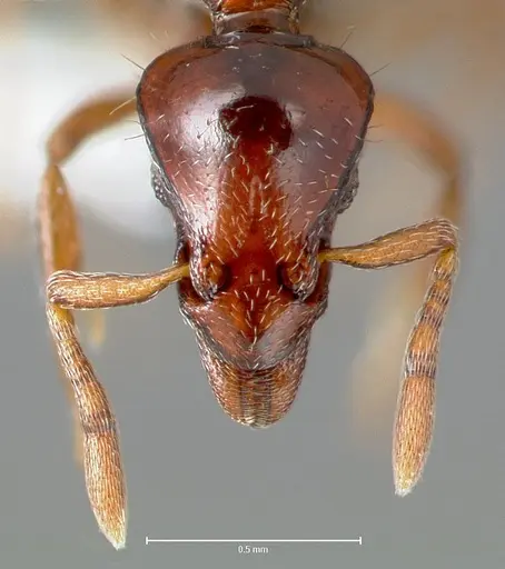 Strumigenys seti - CASENT0005995