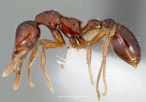 Strumigenys seti - CASENT0005995