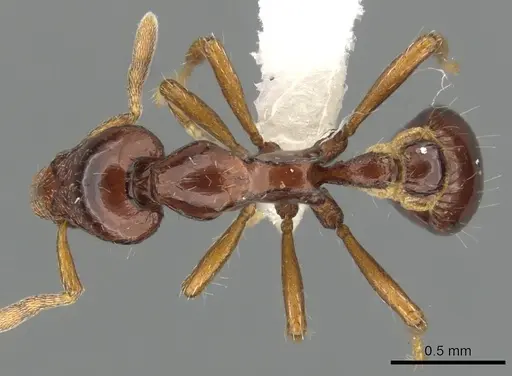 Strumigenys seti - CASENT0900038