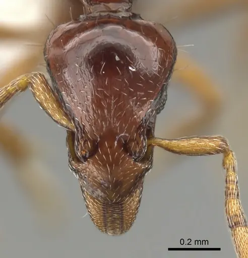 Strumigenys seti - CASENT0900038