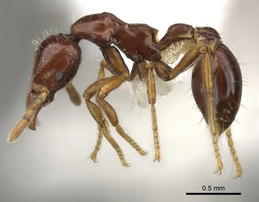 Strumigenys seti - CASENT0900038