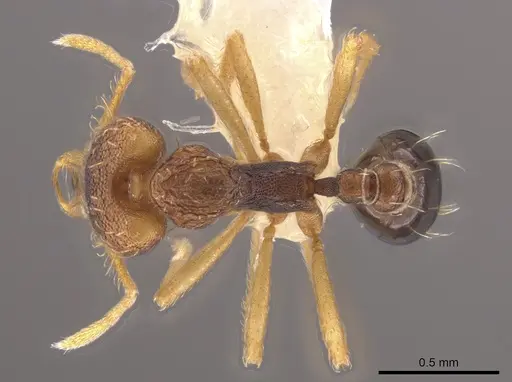 Strumigenys sevesta specimen