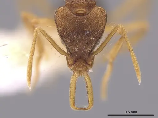Strumigenys sevesta specimen