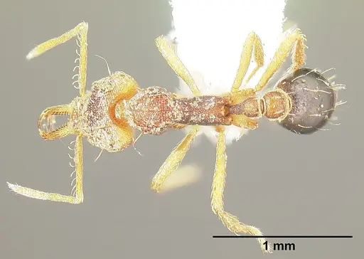 Strumigenys sevesta - INB0003211882