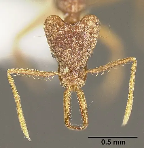 Strumigenys sevesta - INB0003211882